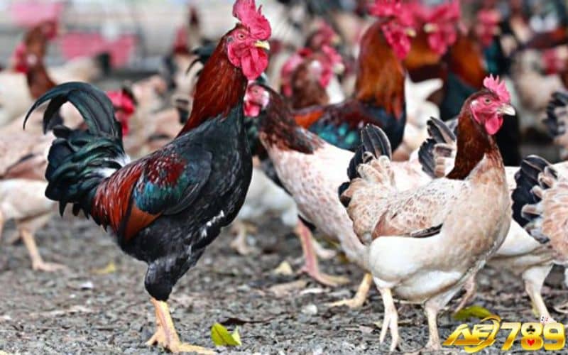 Cần chọn dòng gà phù hợp để huấn luyện và nuôi dưỡng