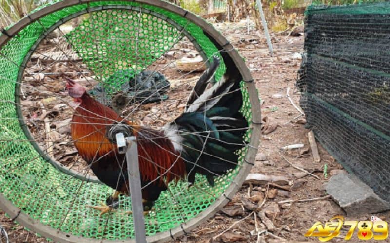 Cần luyện tập và huấn luyện có lịch trình và nghỉ ngơi hợp lý
