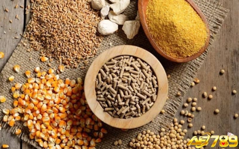 Công thức ngũ cốc cho gà ăn sau khi thi đấu về