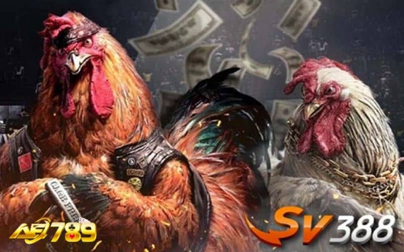 Đá gà SV388 là sảnh cung cấp đặt cược đá gà