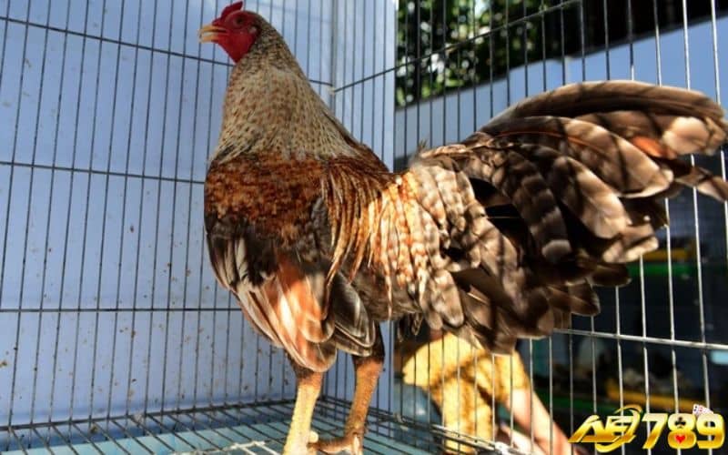Gà vảy rồng thường được dùng đá gà cựa sắt và đá đòn