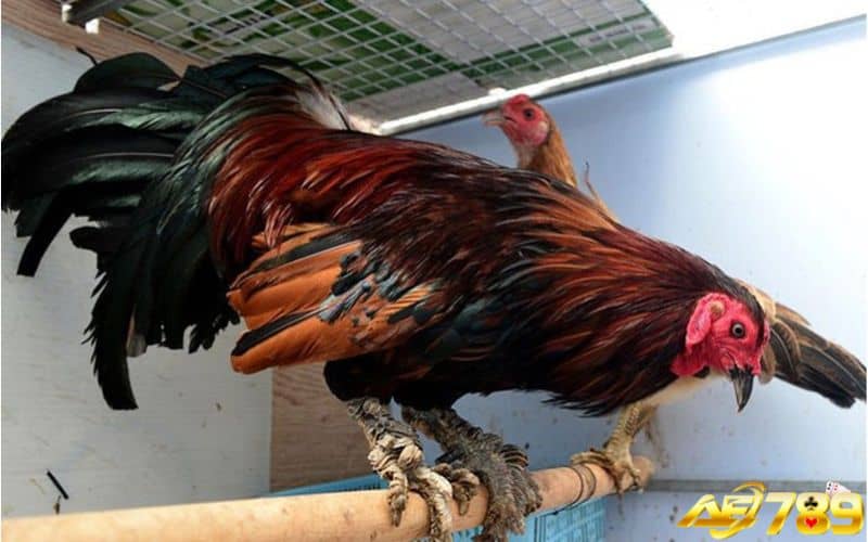 Khi nuôi gà vảy rồng phải chú ý đến chế độ dinh dưỡng