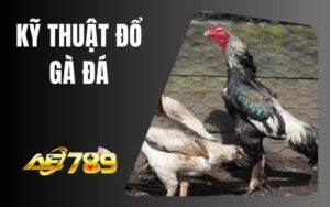 Kỹ Thuật Đổ Gà Đá