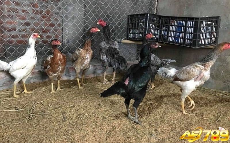 Kỹ thuật đổ gà đá chuẩn sẽ tạo ra những chiến kê tốt