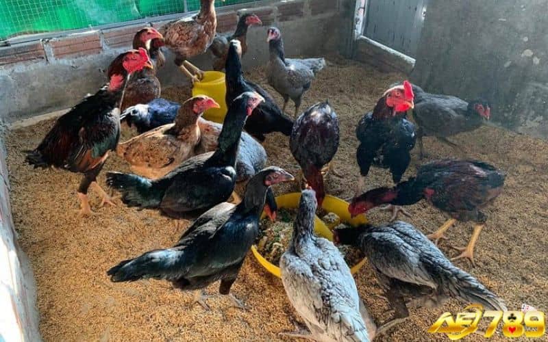 Kỹ thuật đổ gà đá trùng huyết giúp duy trì giống nòi trước