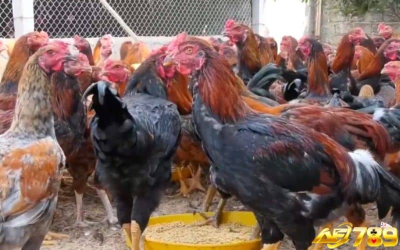 Kỹ thuật lai trực tiếp giúp thế hệ sau có sức chiến đấu tốt