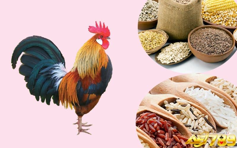 Lựa chọn thức ăn chất lượng để gà phát triển tốt