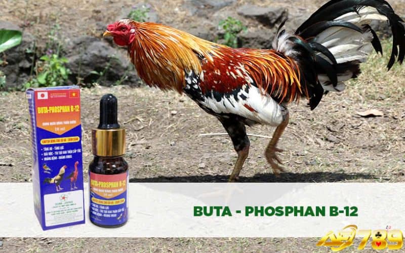 Nên bổ sung các loại thuốc bổ để nuôi gà phát triển tốt