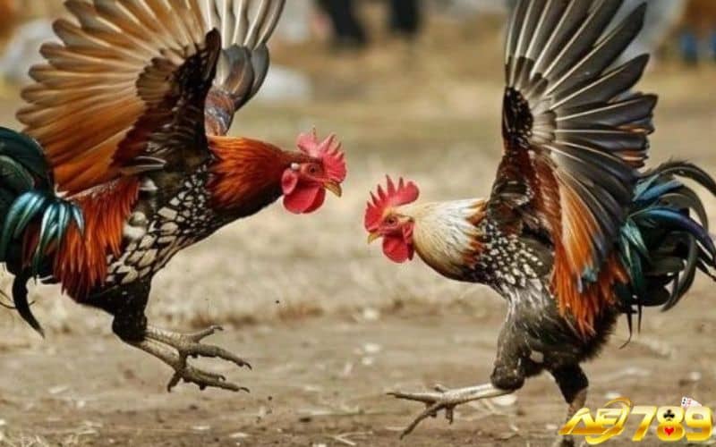 Ngoài xem ngày đá gà cần chú trọng tới việc chăm sóc gà