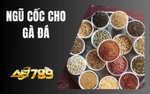 Ngũ Cốc Cho Gà Đá