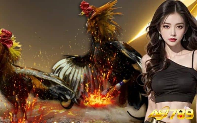 Nhiều khuyến mãi hấp dẫn khi chơi cá cược đá gà Nhiều khuyến mãi hấp dẫn khi chơi cá cược đá gà