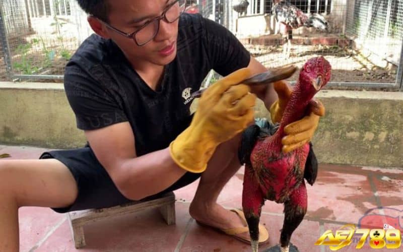 Om bóp vào nghệ cho gà để tăng cường sức khoẻ