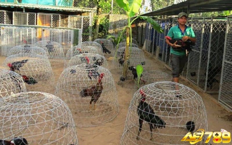 Phương pháp chăm sóc gà con chuẩn để phát triển tốt