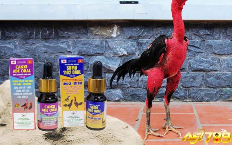 Thuốc điện giải giúp điều hoà nhiệt độ cơ thể gà