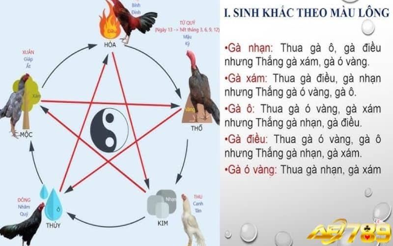 Xem ngày đá gà giúp sư kê lựa được ngày đẹp để đi thi đấu